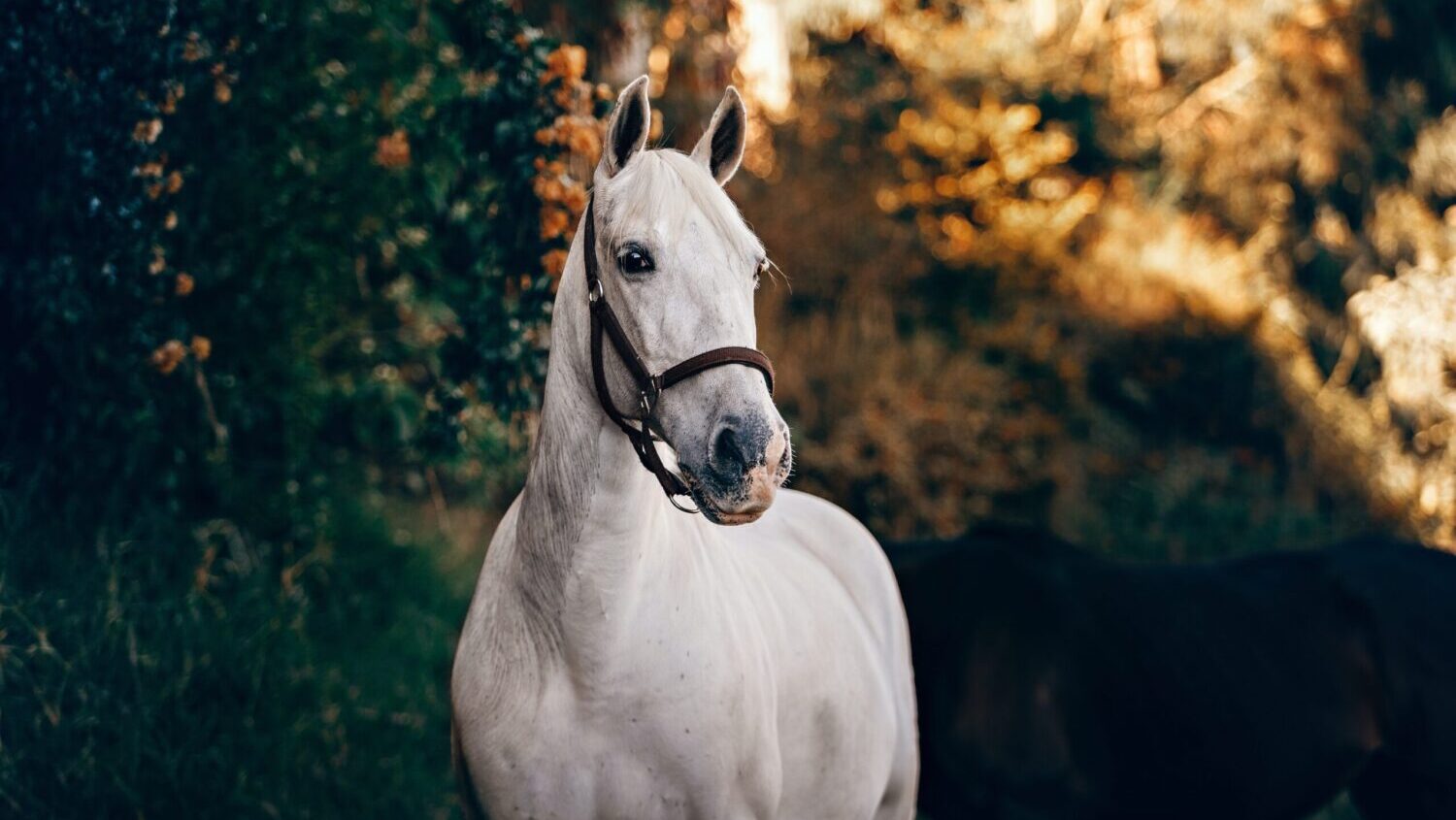 helena-lopes-RoTyXO1m0wo-unsplash